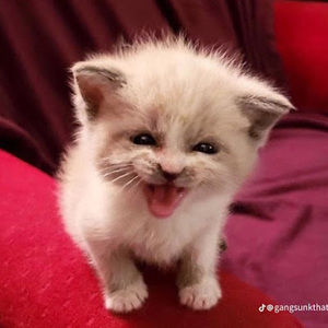 Meet your Posher, Please